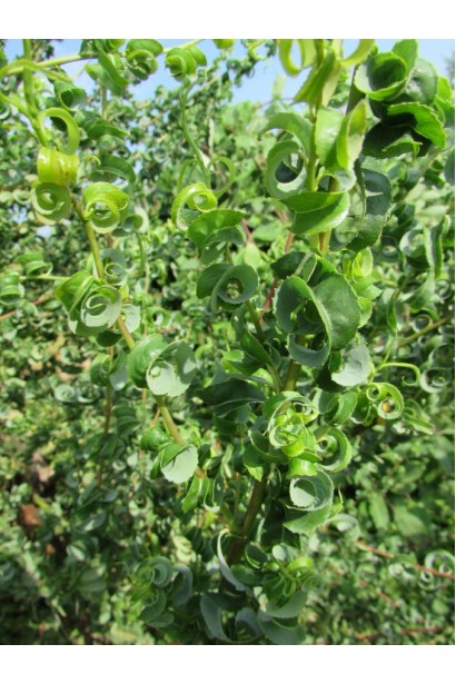 Верба Баранячий ріг 